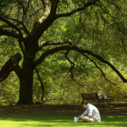 学生坐在橡树旁的绿色草坪上