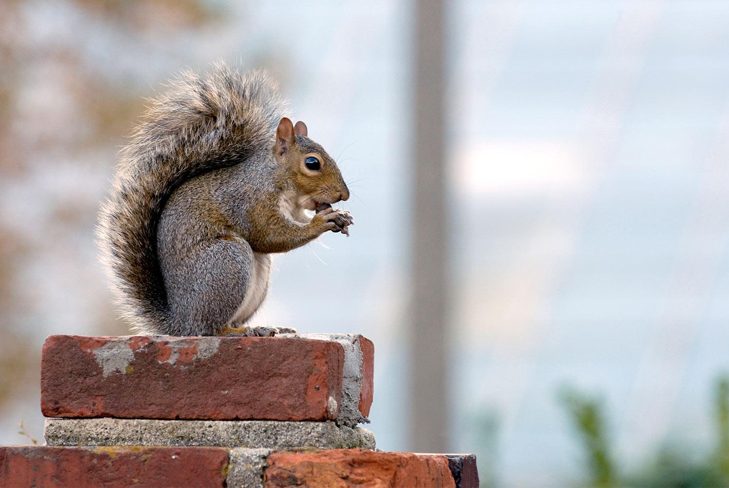 Squirrel eating a nut while sitting on the brick wall surrounding the Historic Horseshoe. 