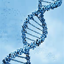 DNA螺旋图。